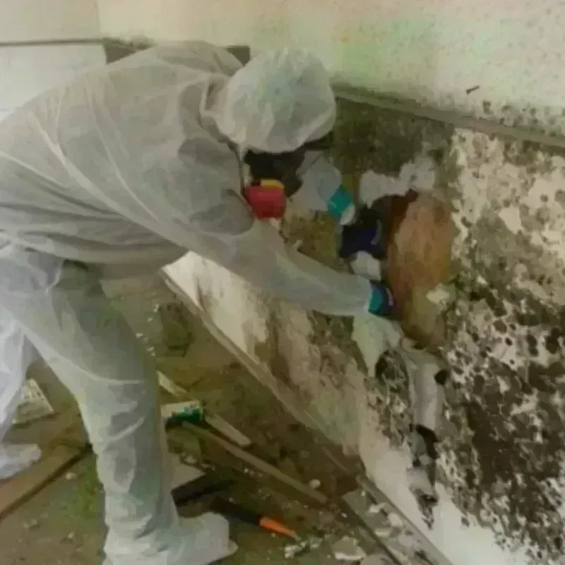 Mold Remediation and Removal in Copley, OH